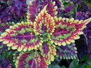Coleus blumei